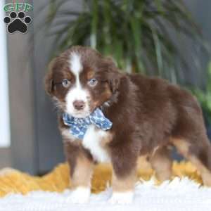 Roma, Miniature Australian Shepherd Puppy